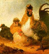 Aelbert Cuyp Rooster & Hens oil painting picture wholesale